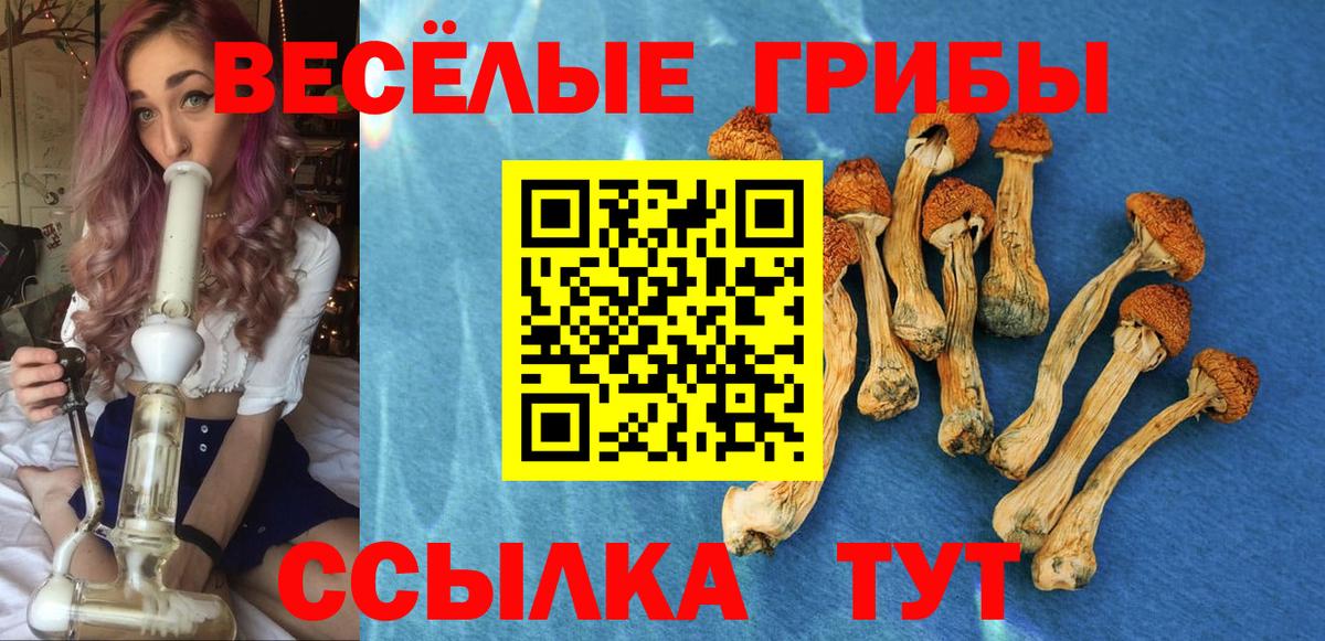 Галлюциногенные грибы Cubensis  сколько стоит  Краснодар  Вход с VPN 